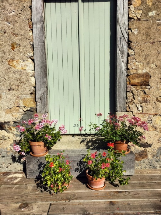 Geranium