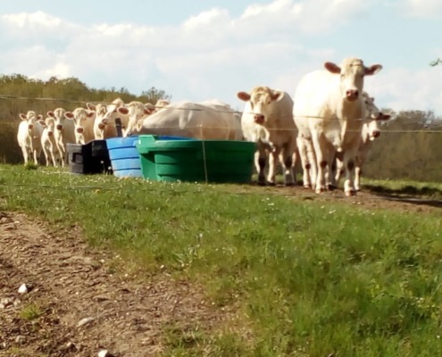 Nieuwsgierige koeien