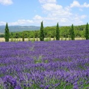 Lavendel